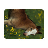 Welsh Foal Magnet (Horizontal)