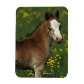 Welsh Foal Magnet (Vertikal)
