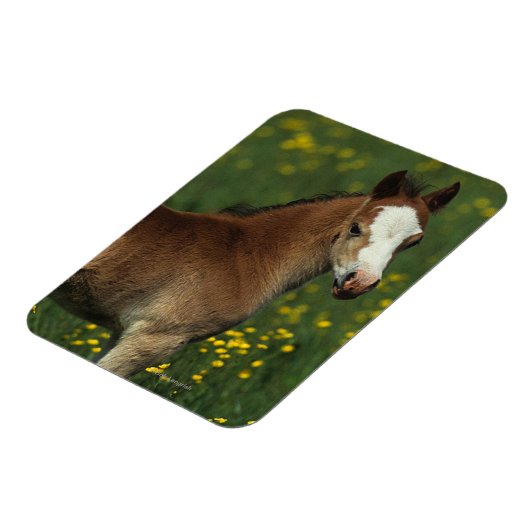 Welsh Foal Magnet (Linke Seite)