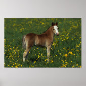 Welsh Foal Poster (Vorne)