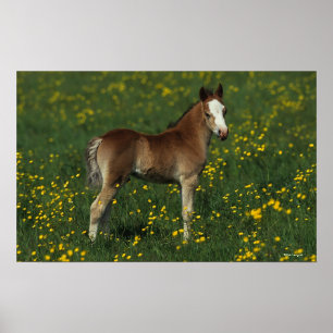 Welsh Foal Poster