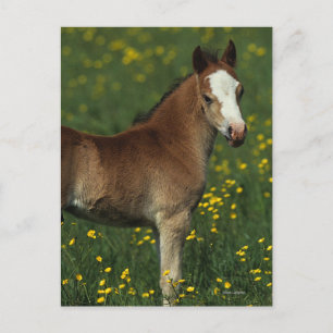 Welsh Foal Postkarte