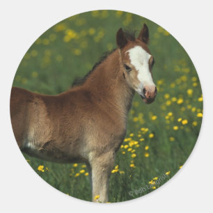Welsh Foal Runder Aufkleber