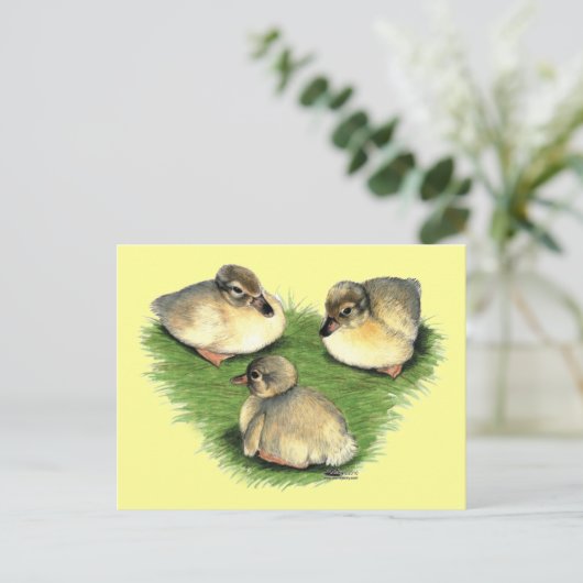 Welsh Harlequin Ducklings Postkarte (Stehend Vorderseite)