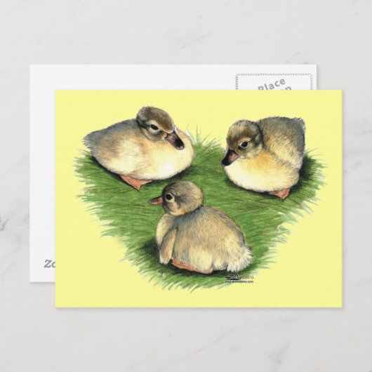 Welsh Harlequin Ducklings Postkarte (Vorne/Hinten)