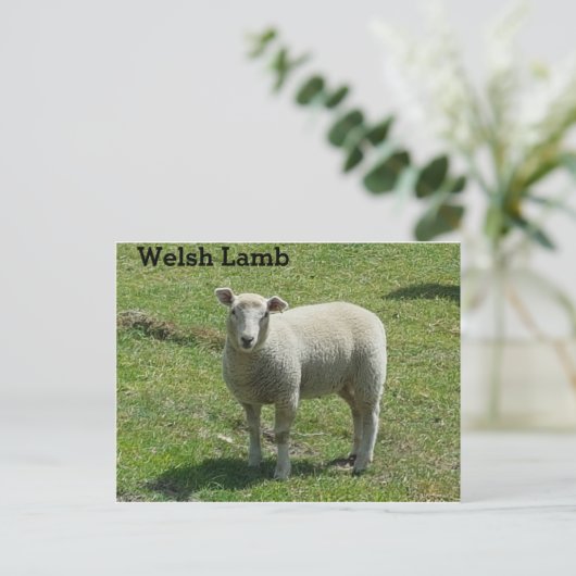 Welsh Lamb Postkarte (Stehend Vorderseite)