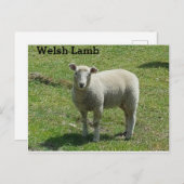 Welsh Lamb Postkarte (Vorne/Hinten)