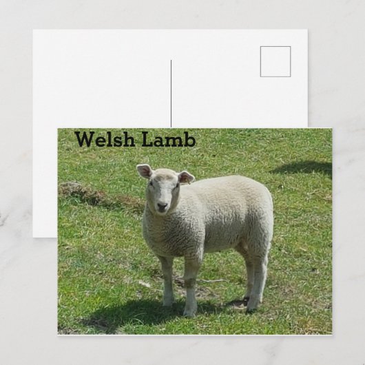 Welsh Lamb Postkarte (Vorne/Hinten)