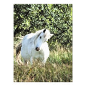 WELSH MOUNTAIN PONY FOTODRUCK (Vorne)