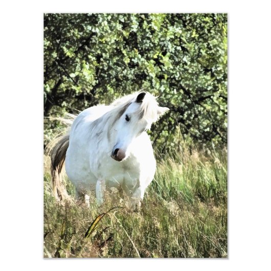 WELSH MOUNTAIN PONY FOTODRUCK (Vorne)