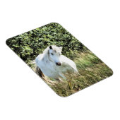 WELSH MOUNTAIN PONY MAGNET (Rechte Seite)