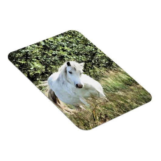 WELSH MOUNTAIN PONY MAGNET (Rechte Seite)