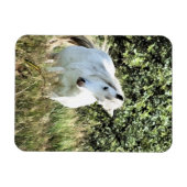 WELSH MOUNTAIN PONY MAGNET (Horizontal)