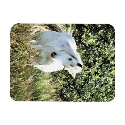 WELSH MOUNTAIN PONY MAGNET (Horizontal)