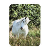 WELSH MOUNTAIN PONY MAGNET (Vertikal)