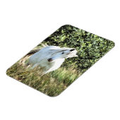 WELSH MOUNTAIN PONY MAGNET (Linke Seite)