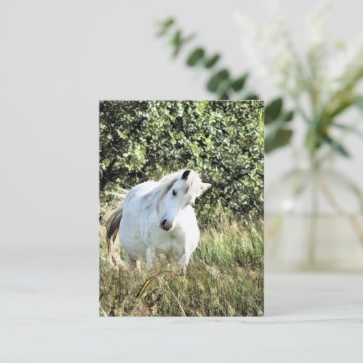 WELSH MOUNTAIN PONY POSTKARTE (Stehend Vorderseite)