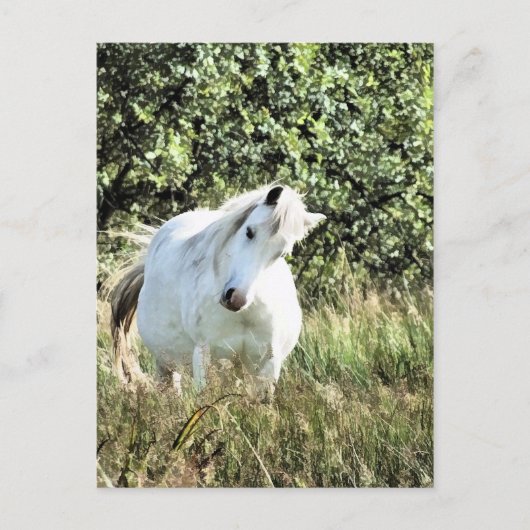 WELSH MOUNTAIN PONY POSTKARTE (Vorderseite)