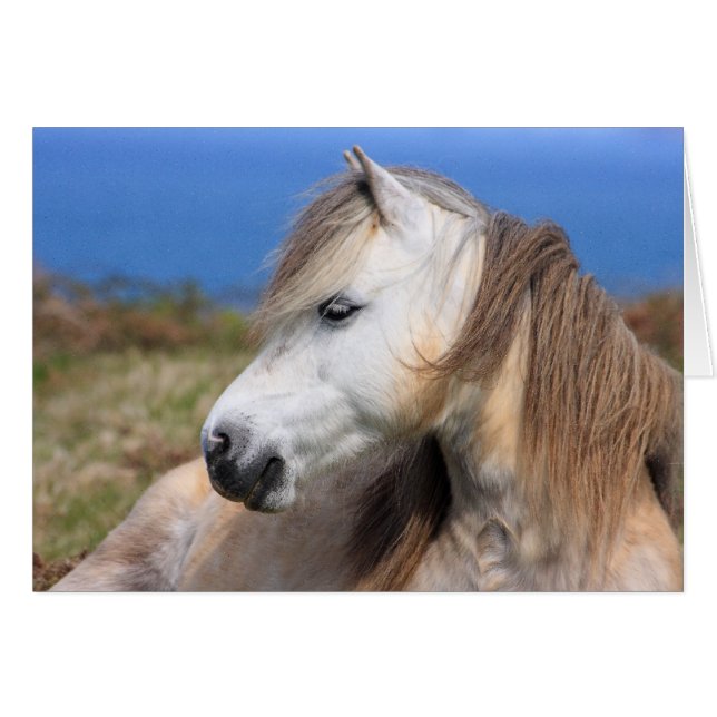 Welsh Pony (Vorderseite (Horizontal))