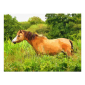 WELSH PONY FOTODRUCK (Vorne)