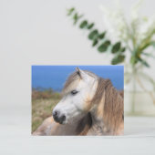 Welsh Pony Postkarte (Stehend Vorderseite)