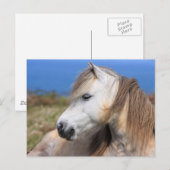 Welsh Pony Postkarte (Vorne/Hinten)