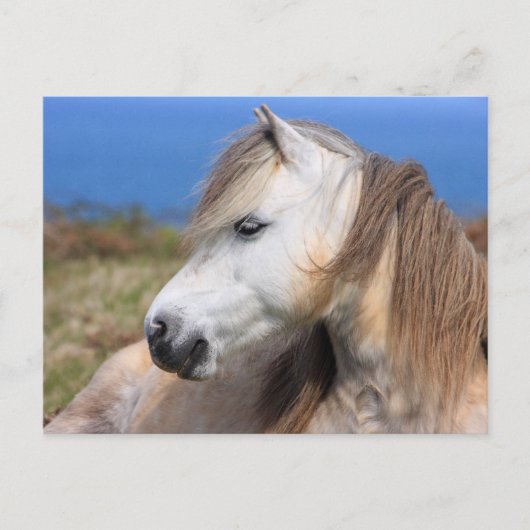 Welsh Pony Postkarte (Vorderseite)