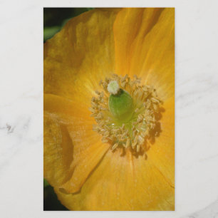 Welsh Poppy Macro