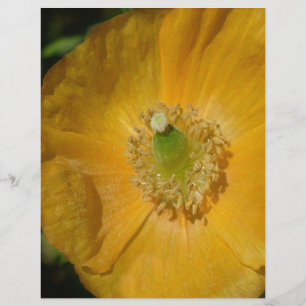 Welsh Poppy Macro