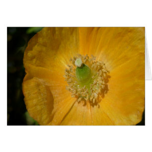 Welsh Poppy Macro