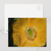 Welsh Poppy Macro Postkarte (Vorne/Hinten)