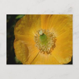 Welsh Poppy Macro Postkarte