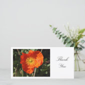 Welsh Poppy (Orange) - Danke (Stehend Vorderseite)