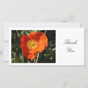 Welsh Poppy (Orange) - Danke