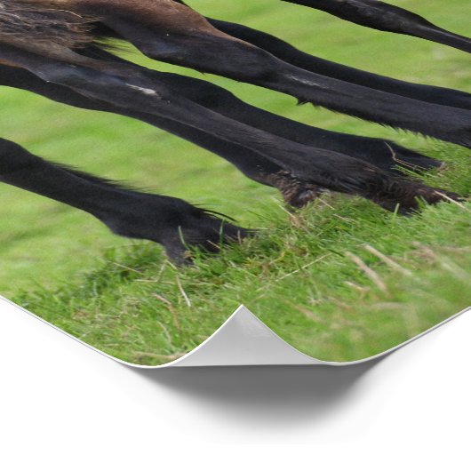 Welsh Section D Mare and Foal Stehend Poster (Ecke)