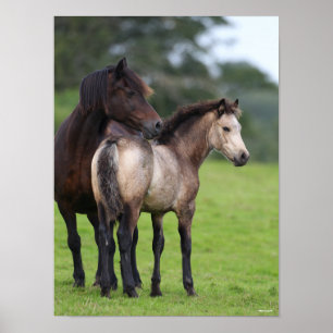 Welsh Section D Mare and Foal Stehend Poster