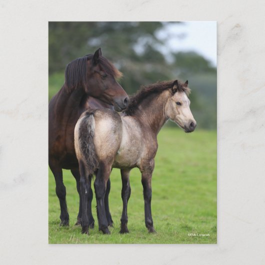 Welsh Section D Mare and Foal Stehend Postkarte (Vorderseite)