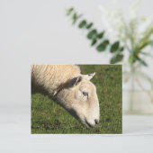 Welsh Sheep Postkarte (Stehend Vorderseite)
