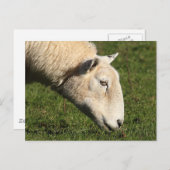 Welsh Sheep Postkarte (Vorne/Hinten)