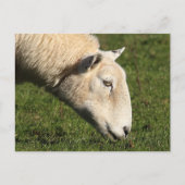Welsh Sheep Postkarte (Vorderseite)