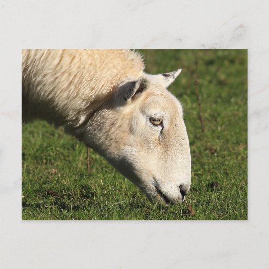 Welsh Sheep Postkarte (Vorderseite)