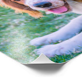 Welsh Springer Spaniel | FOTO (Ecke)