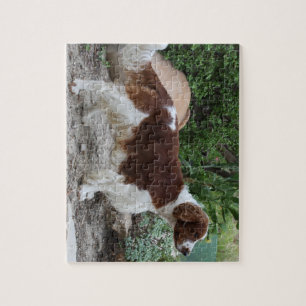 Welsh_Springer_Spaniel_full.png Puzzle