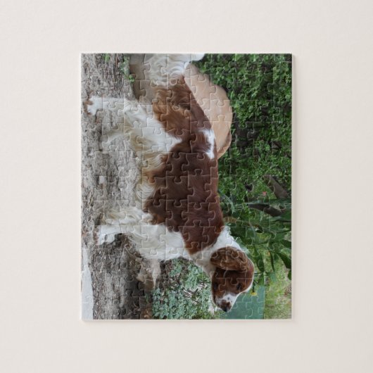 Welsh_Springer_Spaniel_full.png Puzzle (Vertikal)