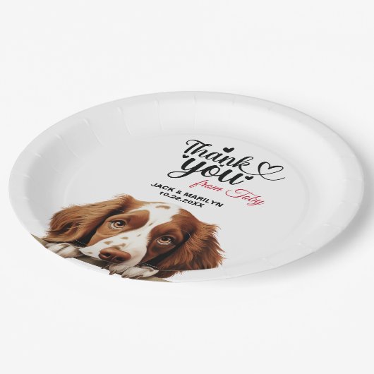 Welsh Springer Spaniel Pappteller (Schrägansicht)
