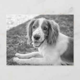 Welsh Springer Spaniel - Schwarz & Weiß Postkart Postkarte