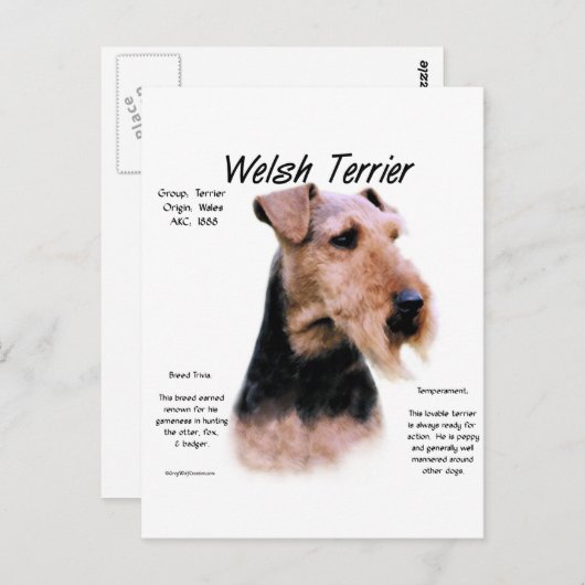 Welsh Terrier History; Über walisische Terrier Postkarte (Vorne/Hinten)