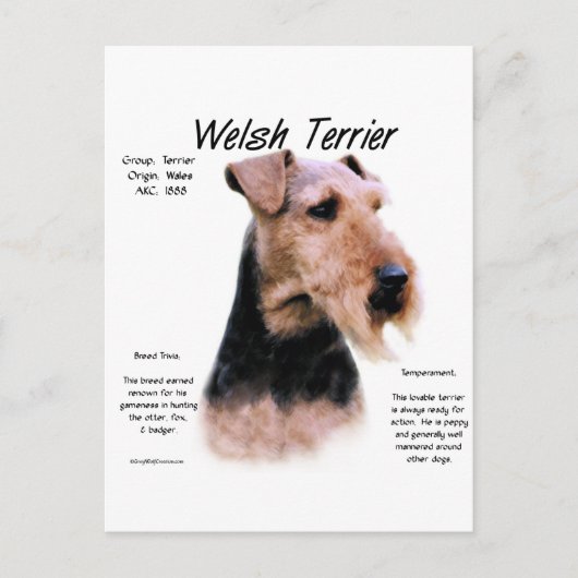 Welsh Terrier History; Über walisische Terrier Postkarte (Vorderseite)