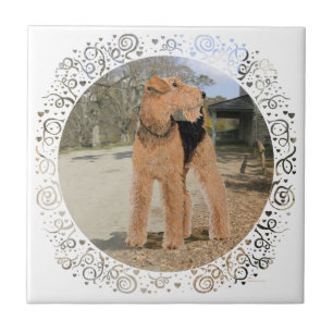 Welsh Terrier im Hof des Stalls Fliese