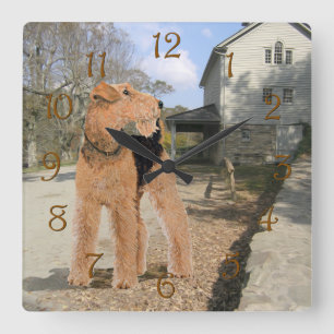 Welsh Terrier im Hof des Stalls Quadratische Wanduhr